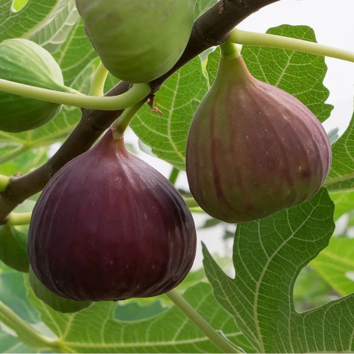 Fig Tree