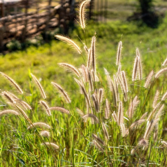 Grass with seeds swaying in the wind in a field