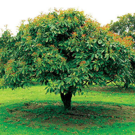 Avocado Tree