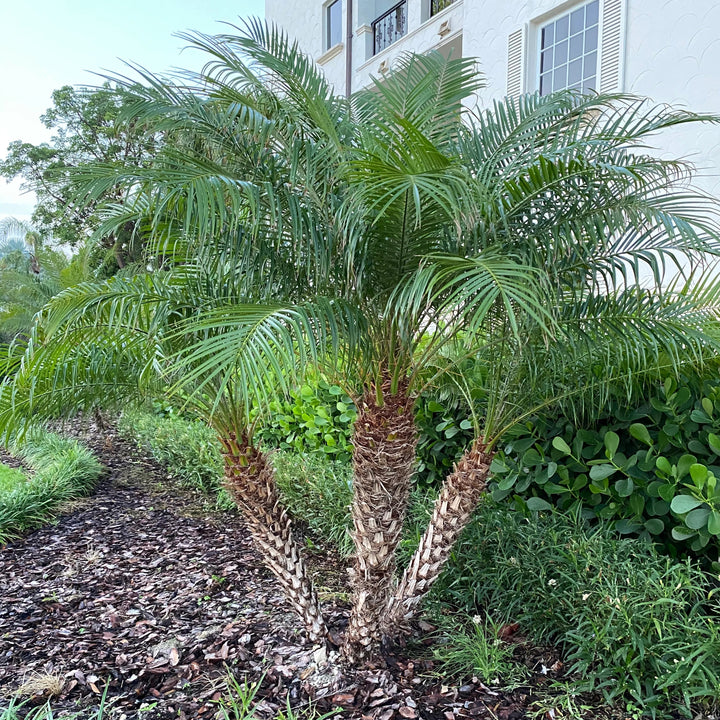 Roebelenii Palm
