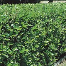 Ligustrum