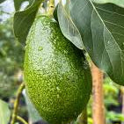 Avocados hanging from a tree with green leaves