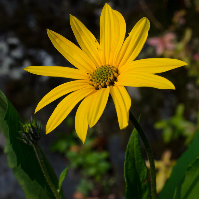 Florida Sunchoke (Jerusalem Artichoke)