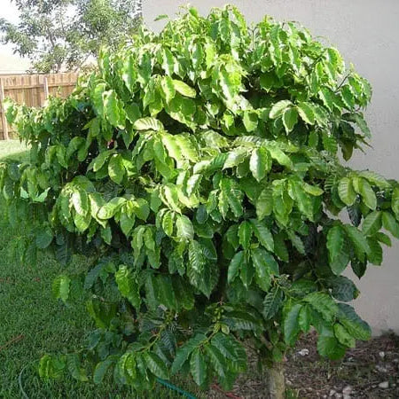 Green coffee plant in a garden setting with grass and a building in the background