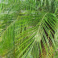 Close-up of a palm leaf with a blurred background