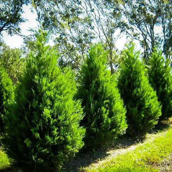 Row of green shrubs under a clear blue sky