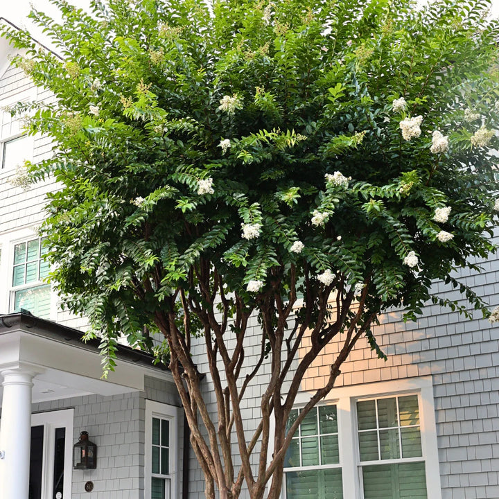 Crape Myrtle ‘Natchez’