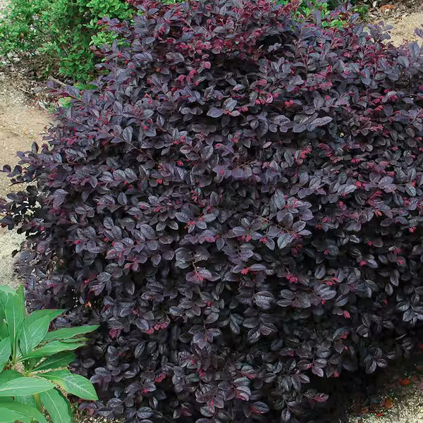 Loropetalum ‘Red Chocolate’