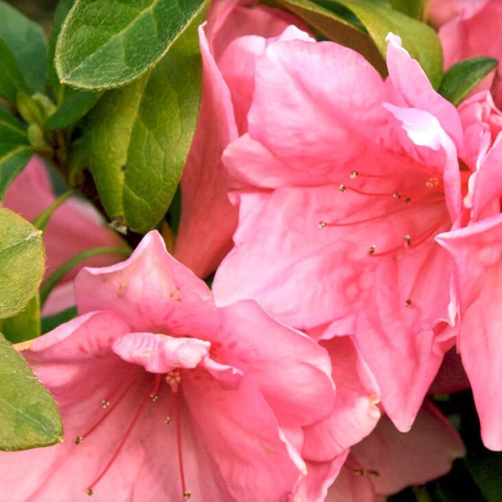 Azala Pink Ruffles Azalea Pink Ruffle – Plant Me FL