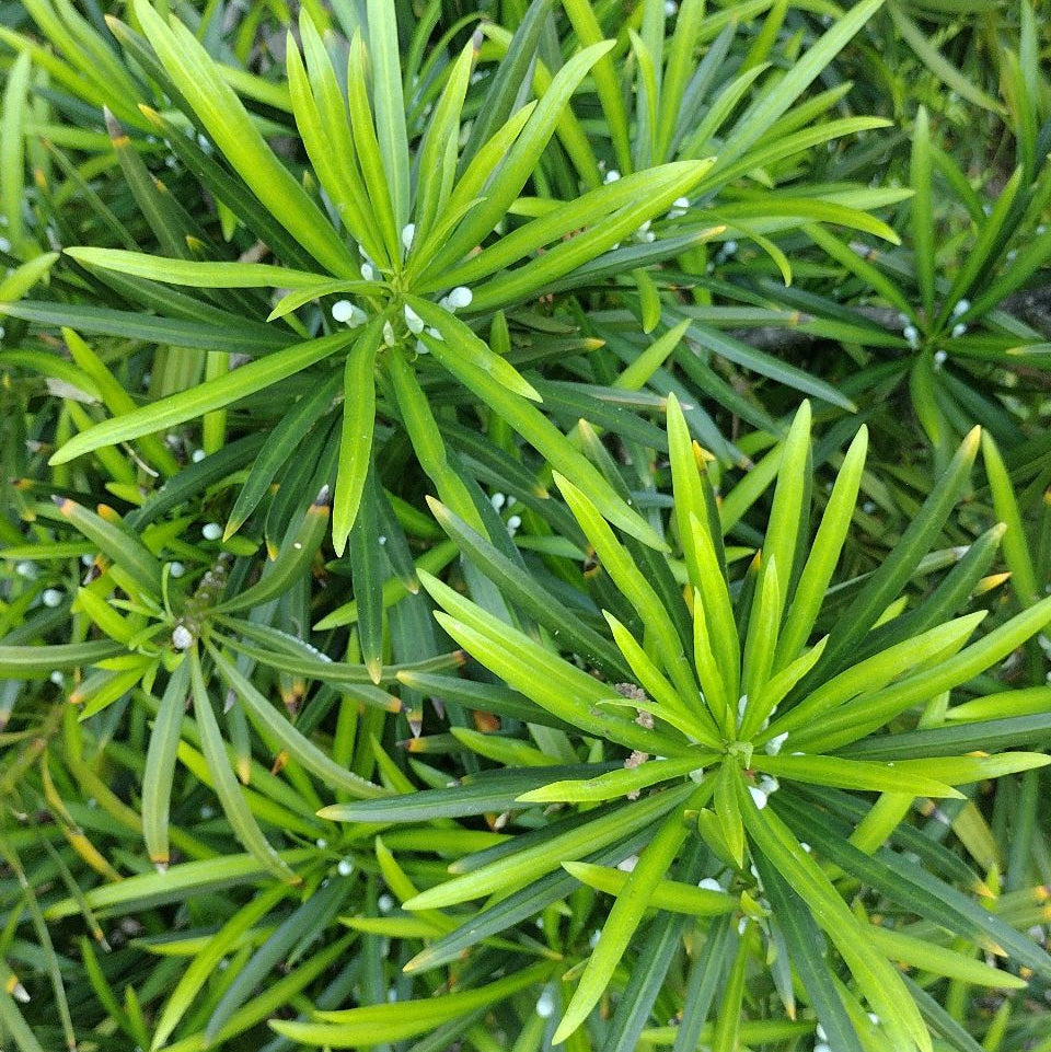 Podocarpus macrophyllus
