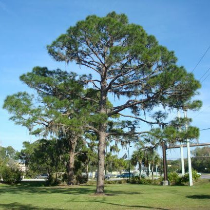 Large tree in a park with a clear blue sky