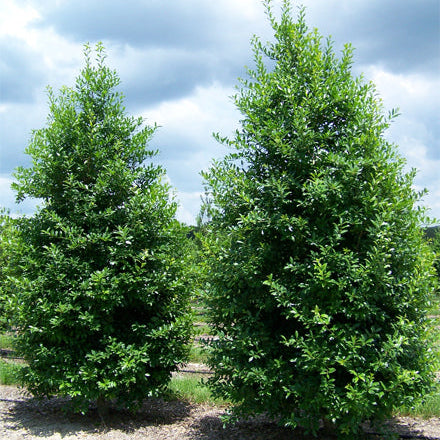 Holly ‘Eagleston’