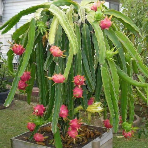 Dragon fruit plant with pink fruits in a garden setting