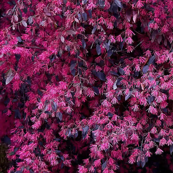 Loropetalum ‘Red Chocolate’