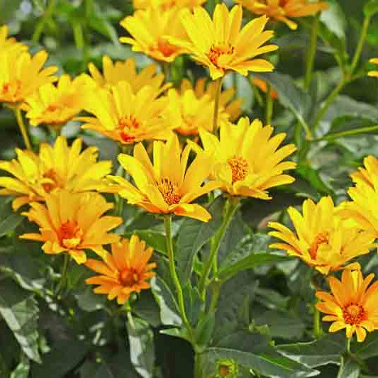 Florida Sunchoke (Jerusalem Artichoke)