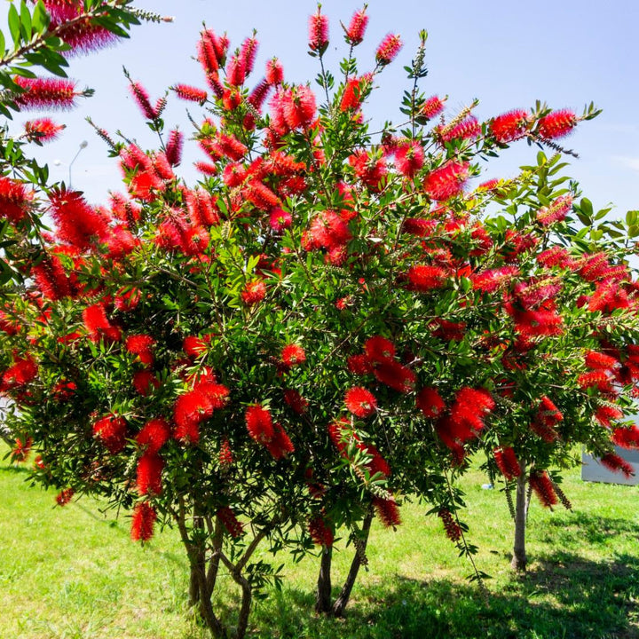 Bottlebrush ‘Red Cluster’