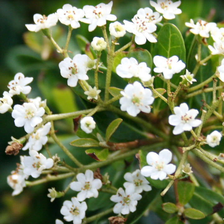 Walter’s Viburnum ‘Densa’